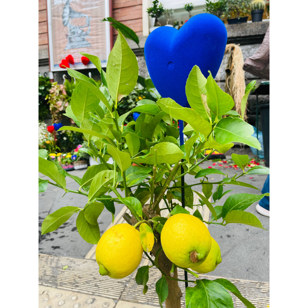 Limone con cuore blu