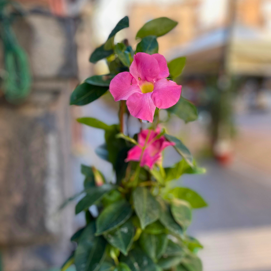 Mandevilla Santeri