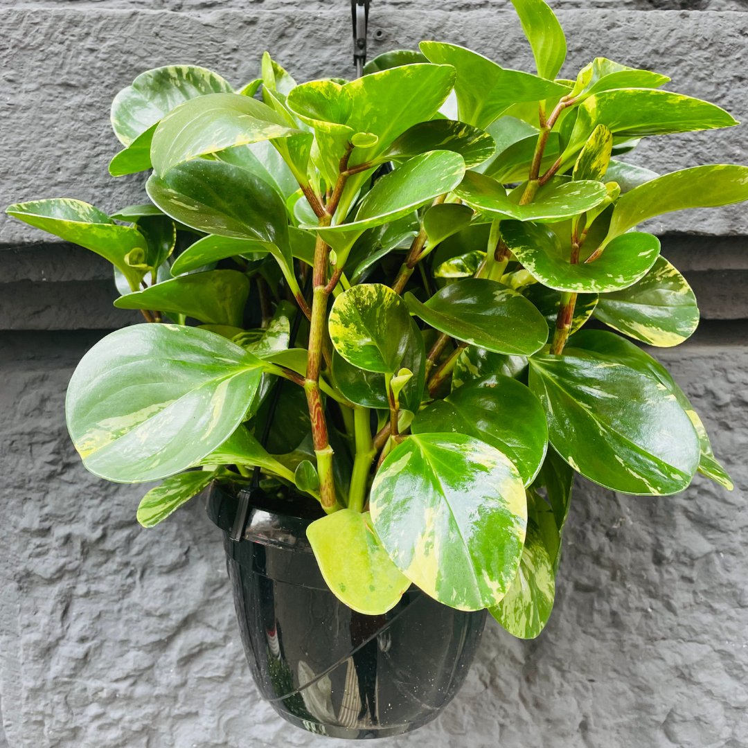 Peperomia